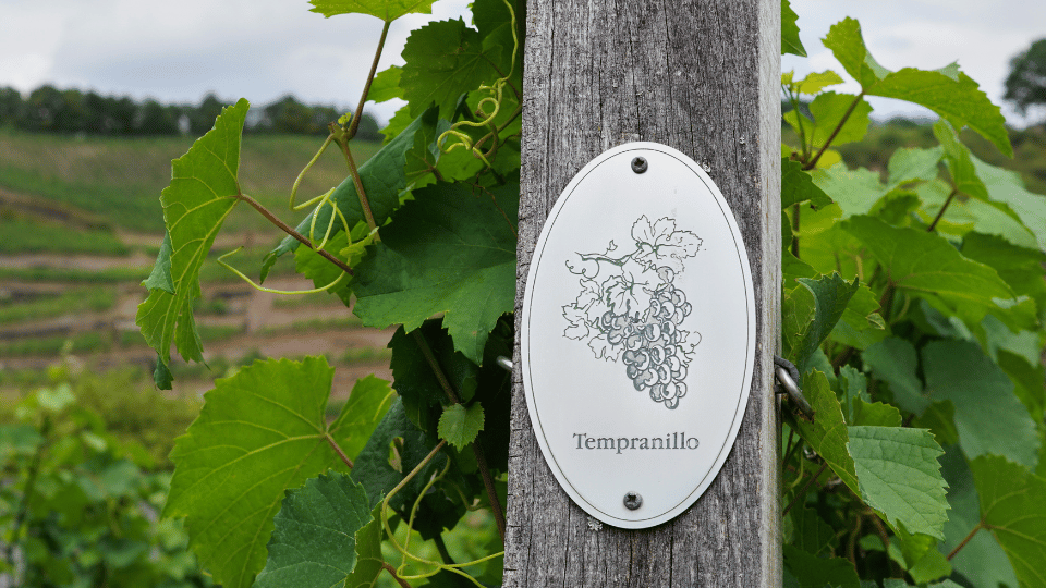 Tempranillo