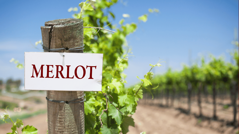 Merlot: From Sideways to Center Stage