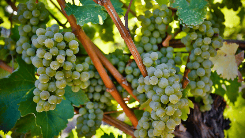 Sauvignon Blanc