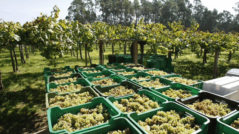 Albariño