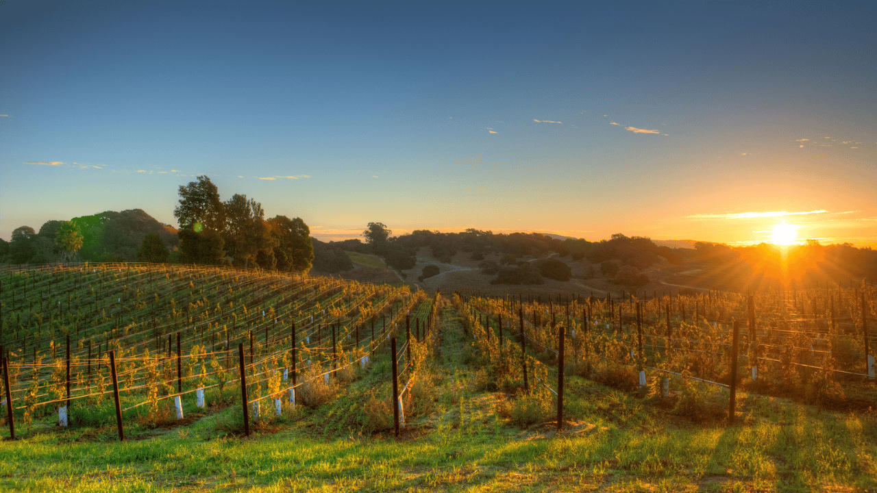 Napa Valley Wine Tasting